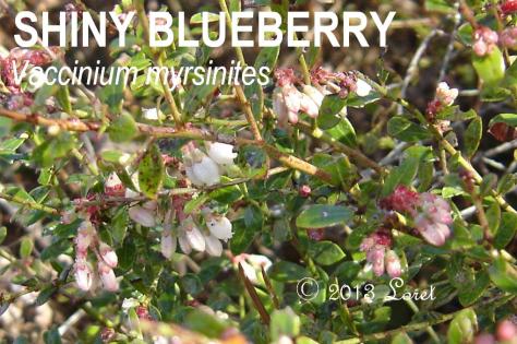 Shiny Blueberry has compact bell shaped flowers