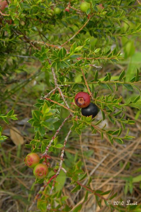 Fruits of Shiny Blueberry are tasty and attract wildlife