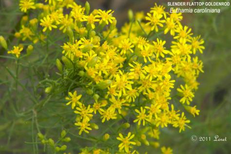 Slender Flattop Goldenrod is a member of the Euthamia Genus