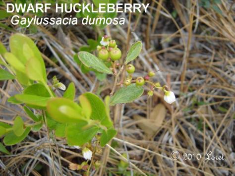 huckleberry042510
