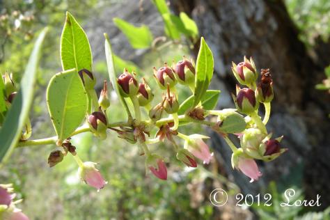 The flowers of Fetterbush change as they age