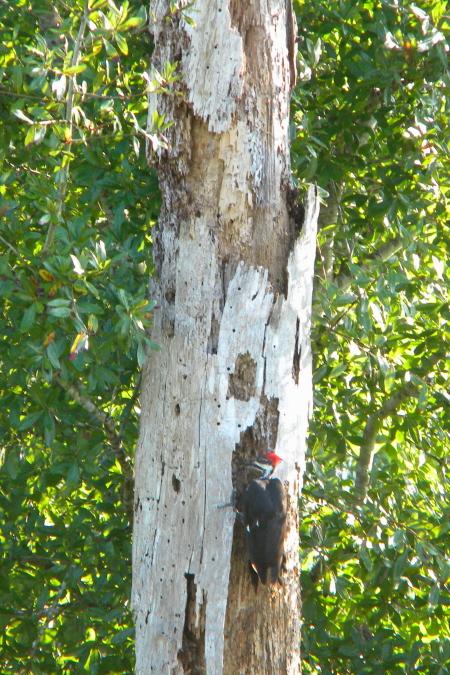 Pileated Woodpecker visiting snag shows why the after death stage is enchanting