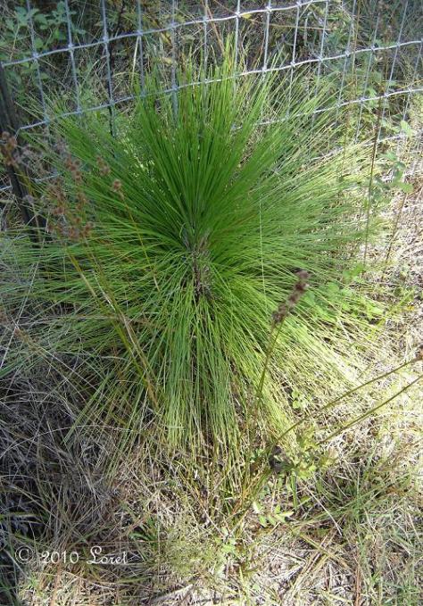 In the grass stage it can sometimes be mistaken for native grasses such as wiregrass.