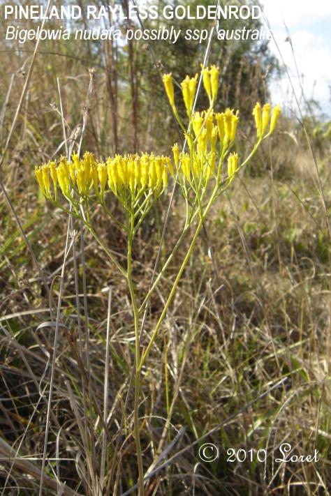 When Pineland Goldenrod does show it’s fully opened blooms, the results are outstanding