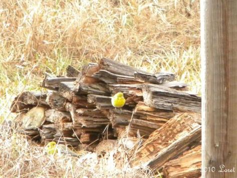 Pine warblers seek insects in decomposing wood