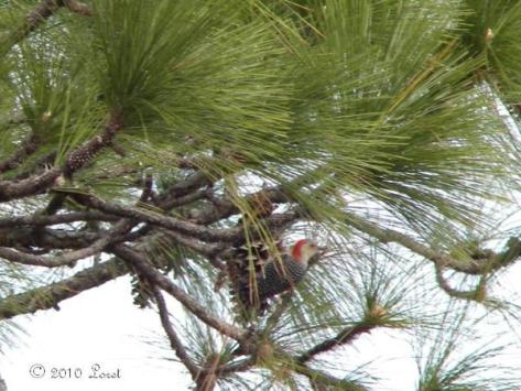 Red bellied woodpeckers are fans