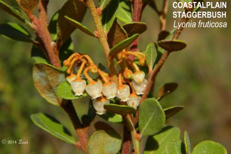 Rusty Lyonia lives up to its name with the colorful pubescence