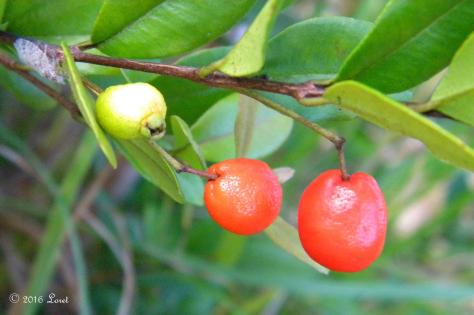 In 2016 it has produced red fruits