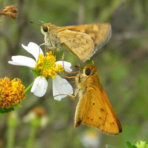 Bidens alba is a butterfly magnet