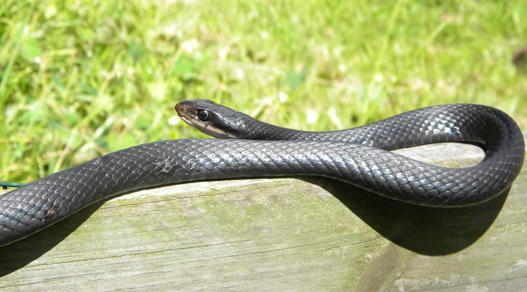 Black Racer Snake Tales Of A Central Florida Wildlife Garden