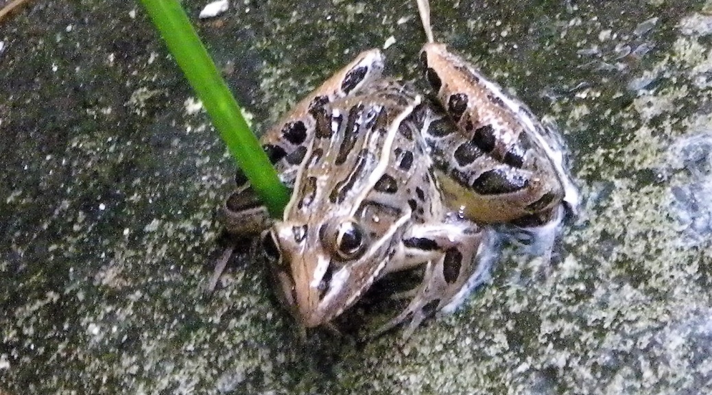 Southern Leopard Frog (Lithobates sphenocephalus)